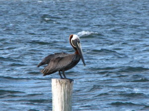 Pelican in Hillsborough Bay