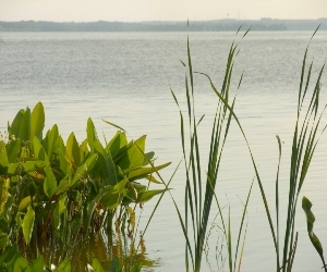 Tranquil lake in Apopka, Florida
