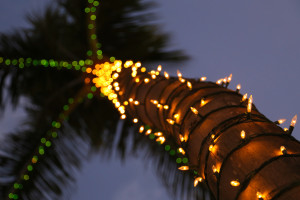 Christmas Palm Tree