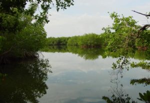 Cockroach Bay Preserve