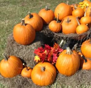CornFusion Pumpkin Patch near Florida Homes