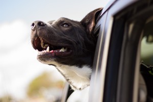 dog riding in the car