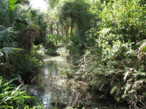 Juniper Springs in Ocala National Forest