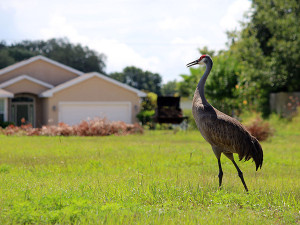 Stylish and Convenient New Homes at Berkley Reserve in Auburndale