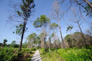 Gator Creek Reserve in Lakeland