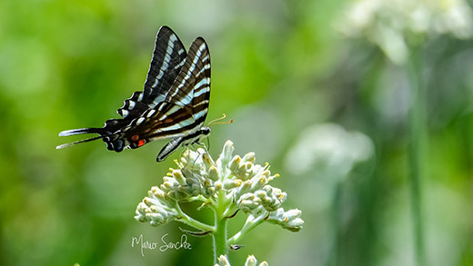 Butterfly at Gator Creek Reserve - New Homes in Lakeland, FL