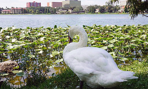 A swan looks onto Lake Morton in Lakeland, FL one of the best places to live in Florida